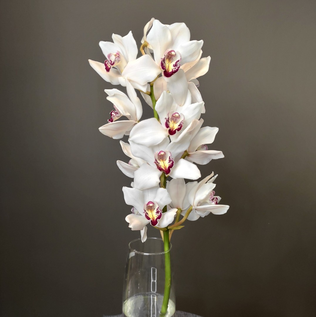 Орхидея Цимбидиум белая