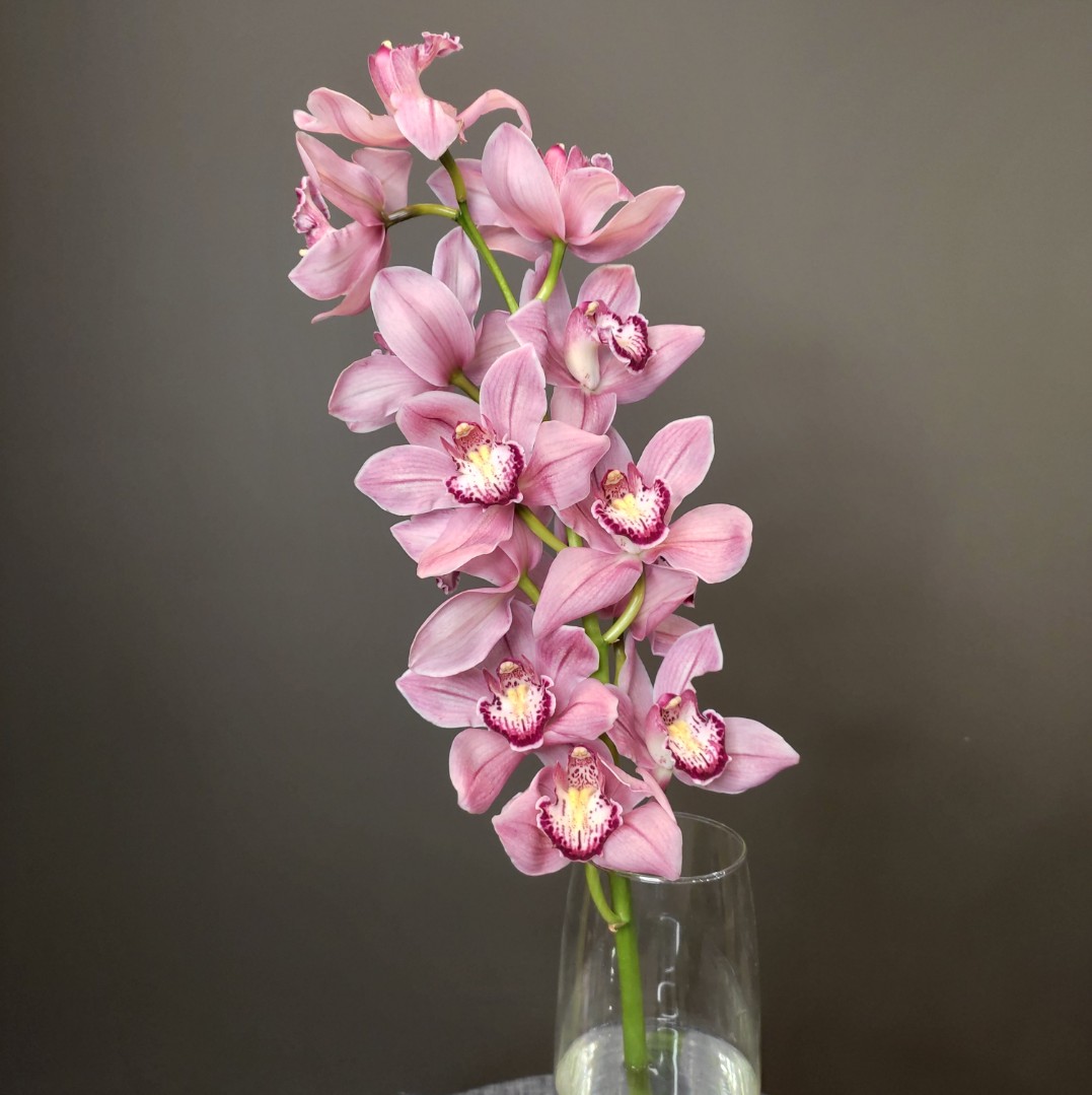 Орхидея Цимбидиум розовая