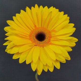 Гербера желтая