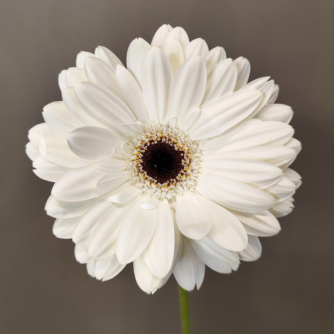 Гербера белая