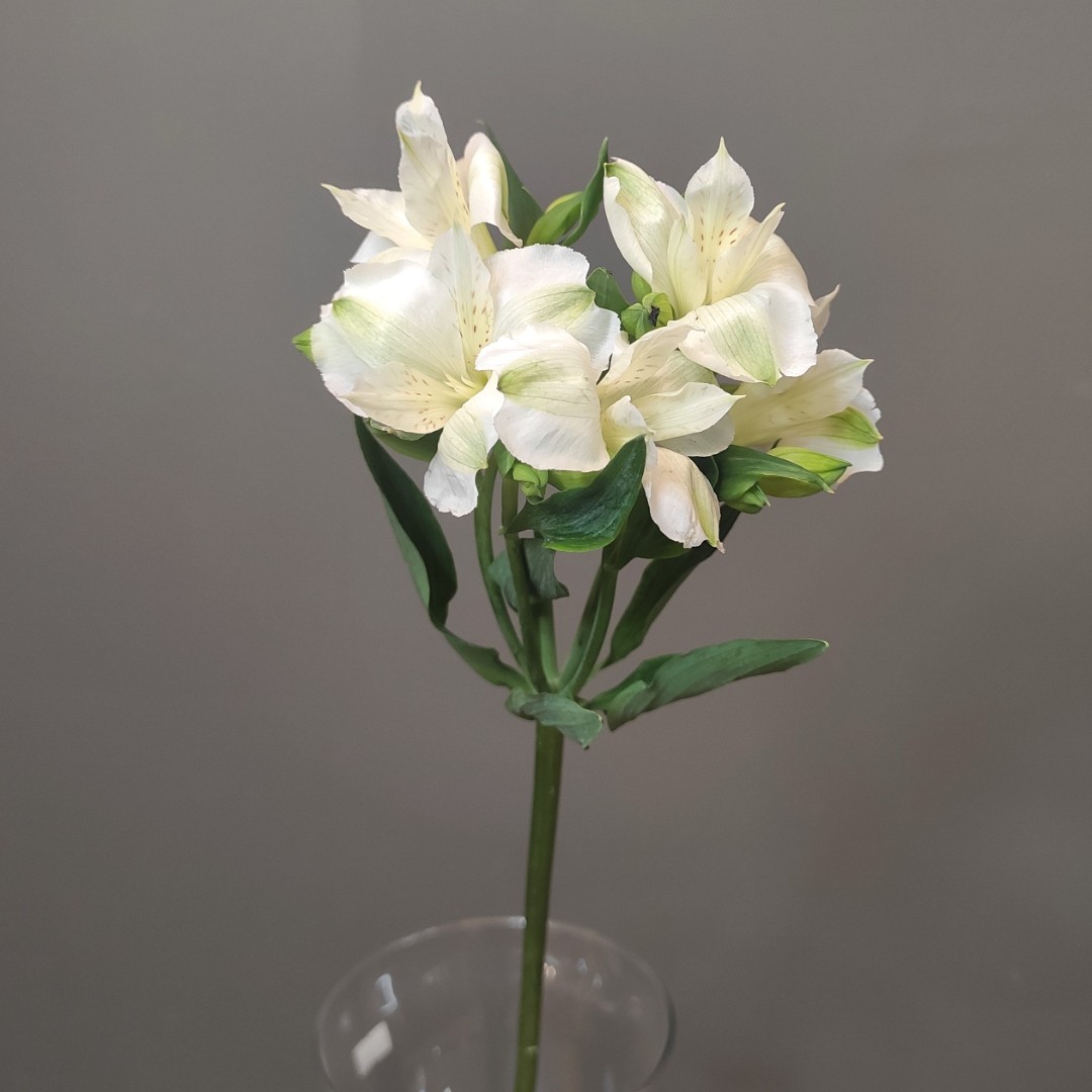 Альстромерия белая