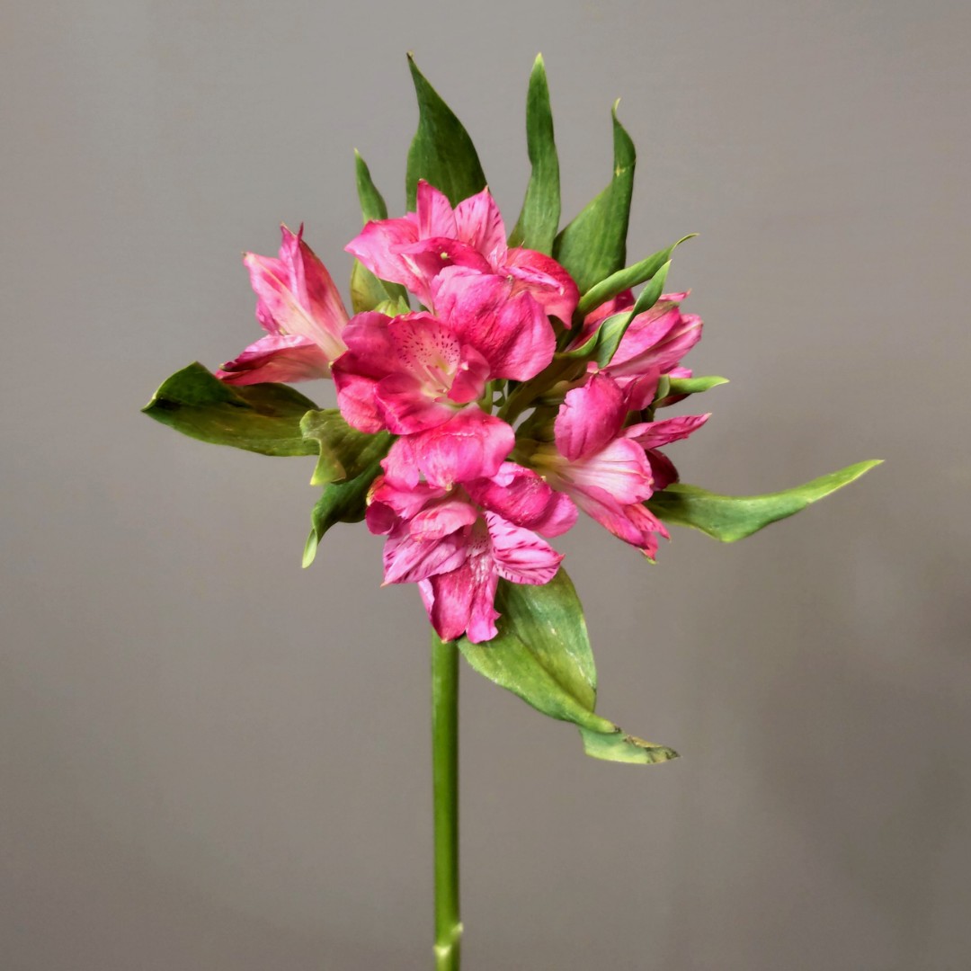 Альстромерия розовая