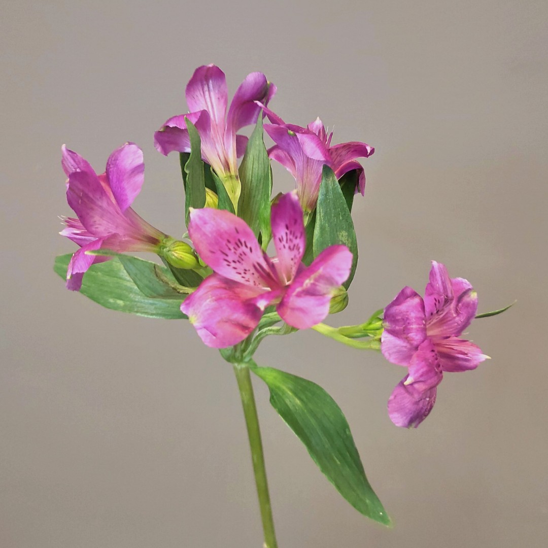 Альстромерия сиреневая