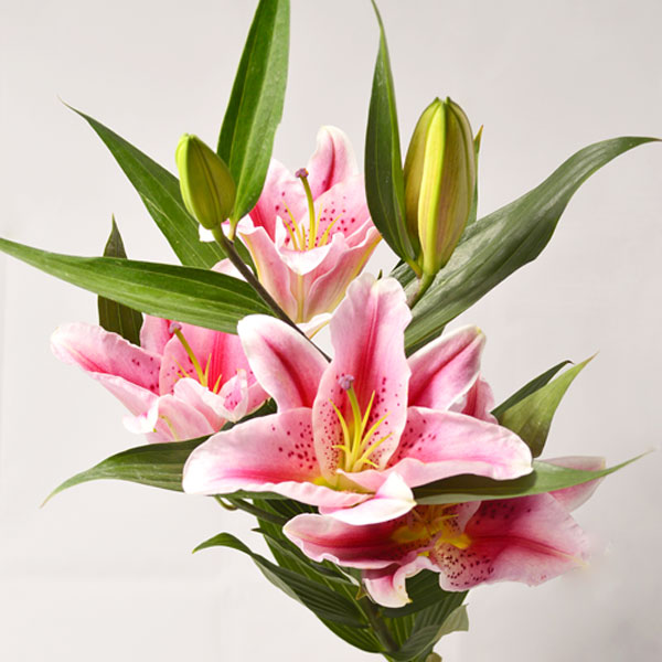 Лилия Кассини