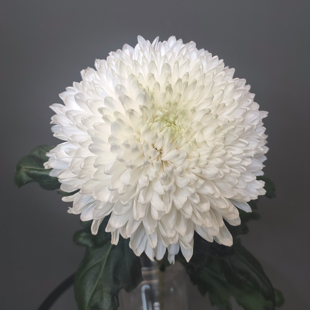 Хризантема Магнум