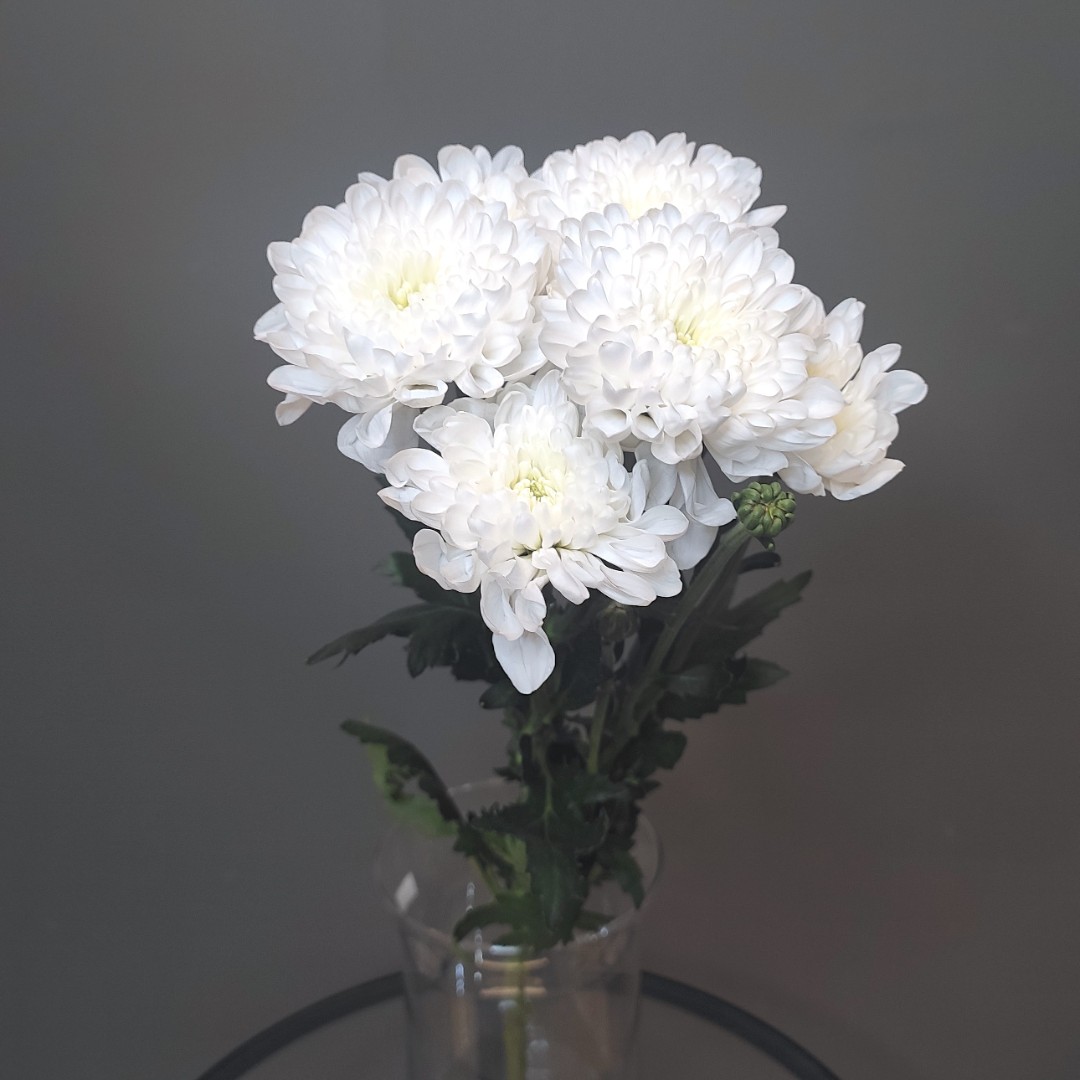 Хризантема белая