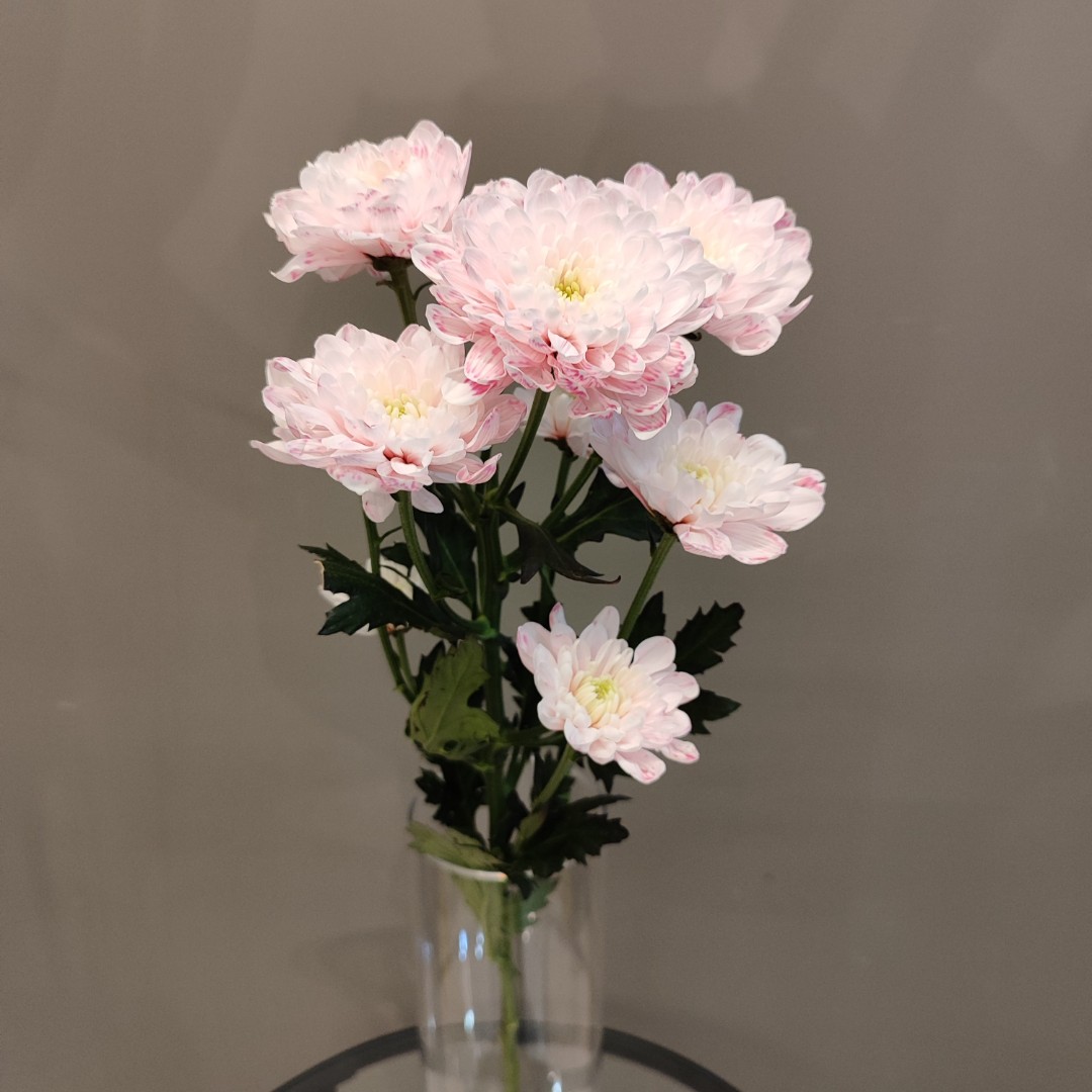 Хризантема кустовая розовая