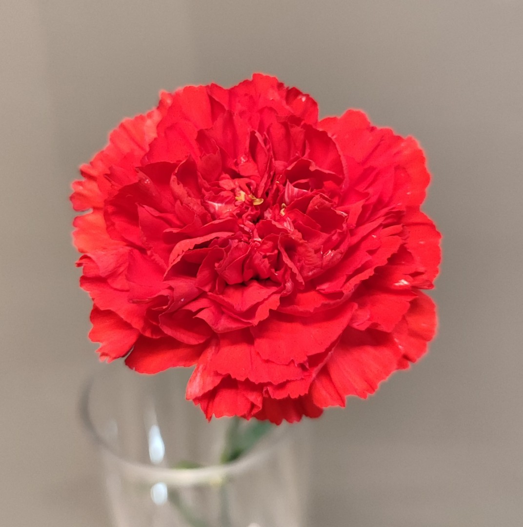 Гвоздика красная