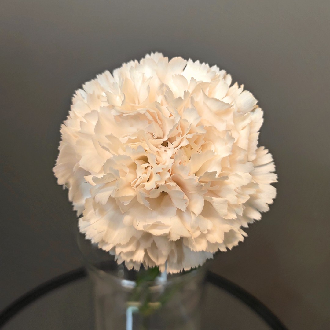 Диантус кремовый