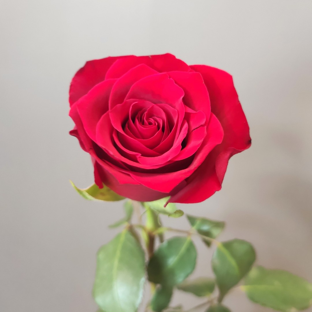 Роза Кения 50см