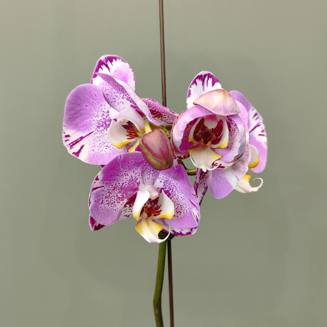 Орхидея фаленопсис «Амазонка»