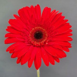 Гербера красная