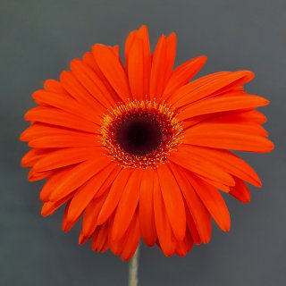 Гербера оранжевая