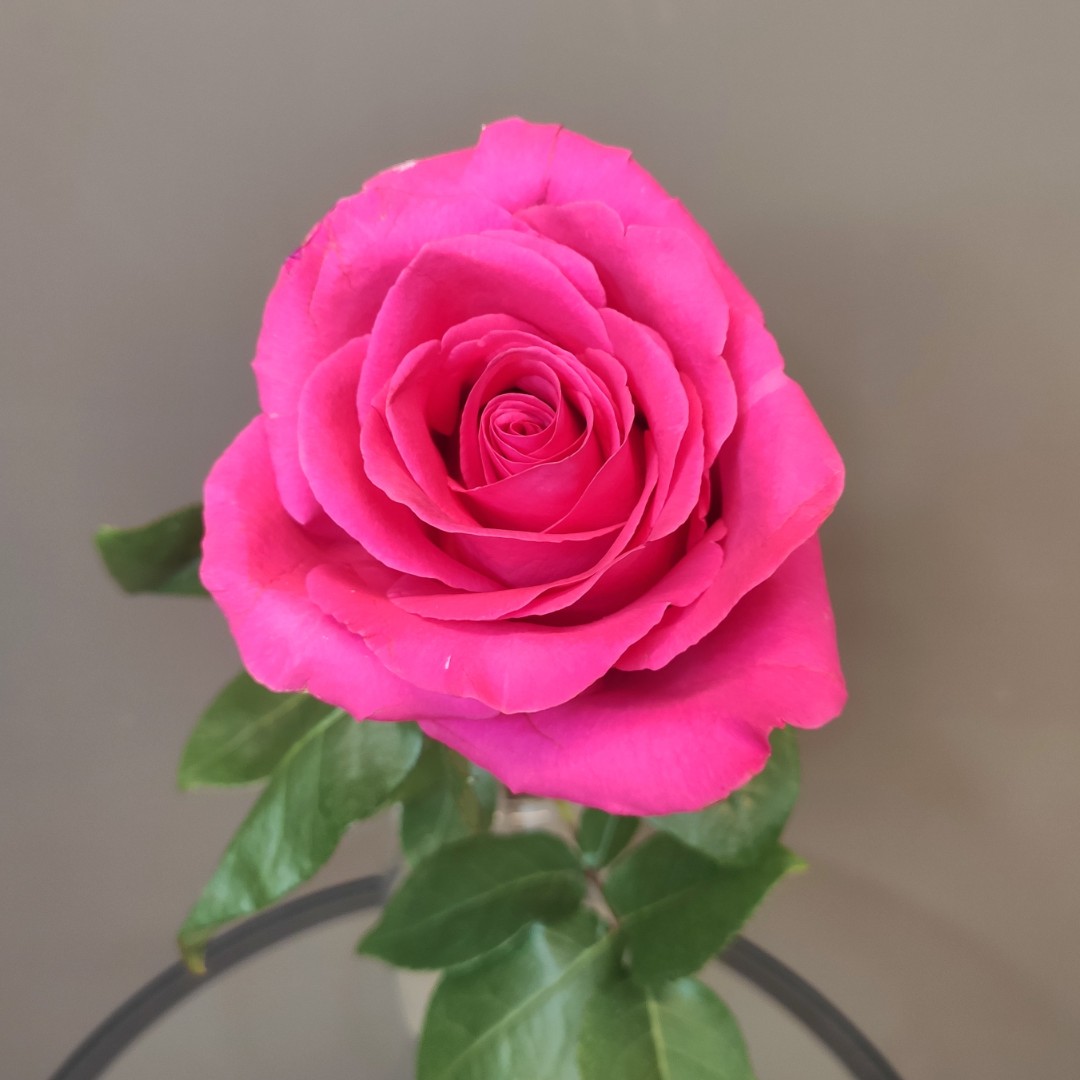 Роза «Пинкфлойд»