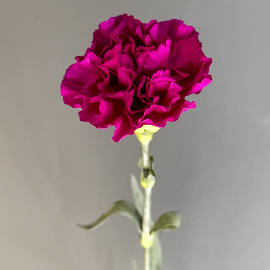 Диантус фиолетовый