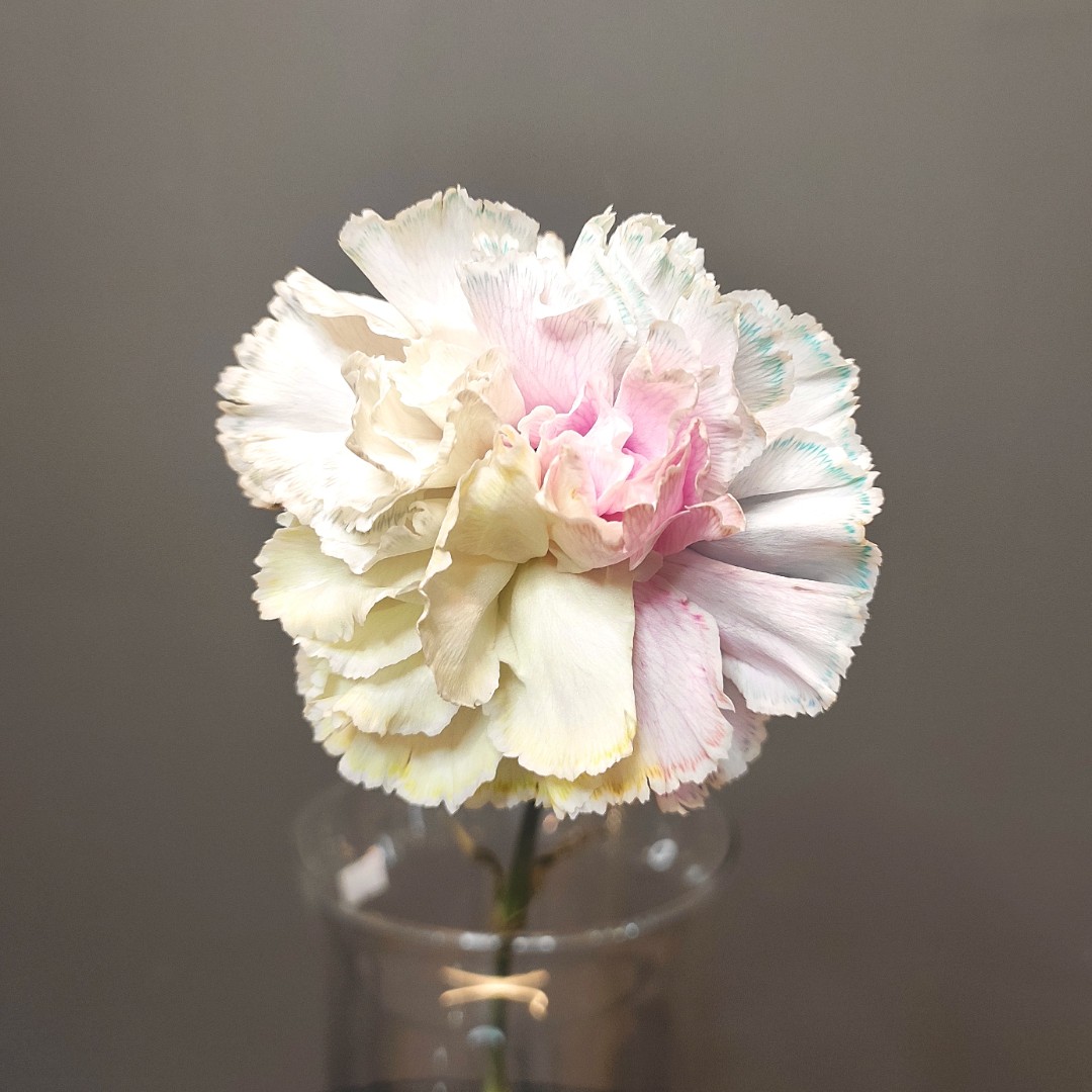 Диантус разноцветный