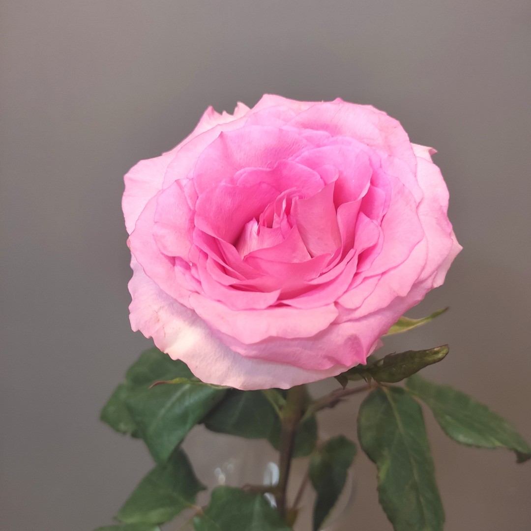 Роза розовая Эквадорская