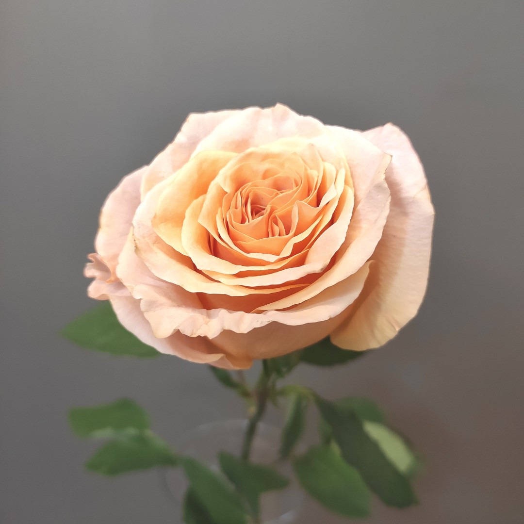Роза персиковая