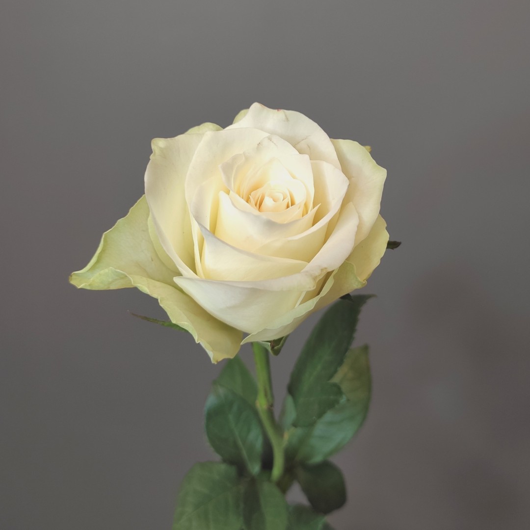 Роза кенийская белая.