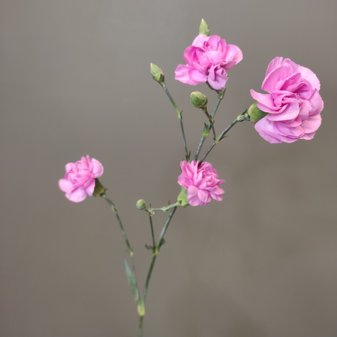 Диантус кустовой сиреневый