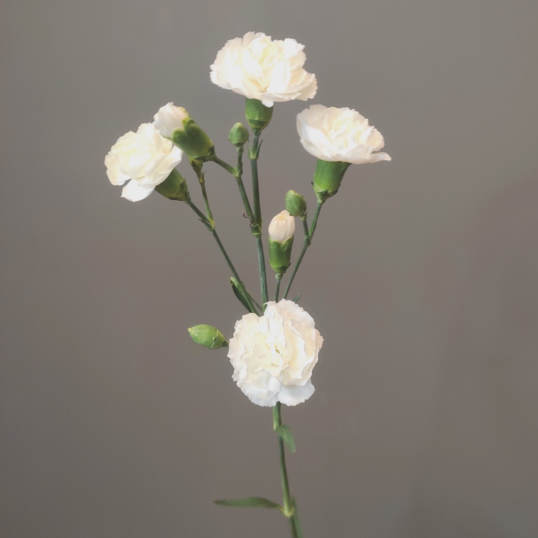 Диантус кустовой белый